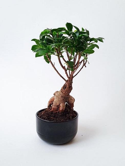 Bonsai da interno