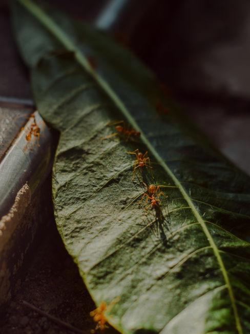 Consigli per togliere le formiche dalle piante