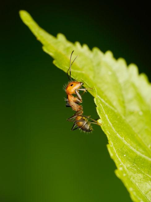 Come eliminare le formiche dalle piante