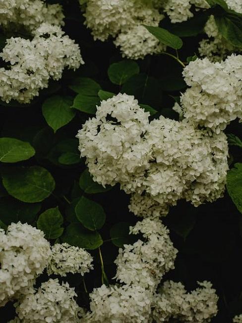 Ortensia Arborescens