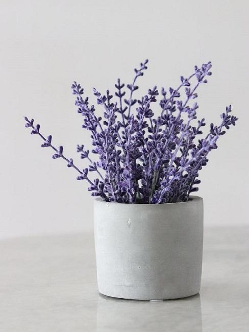 lavanda