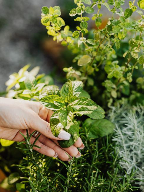 Erbe aromatiche per il terrazzo