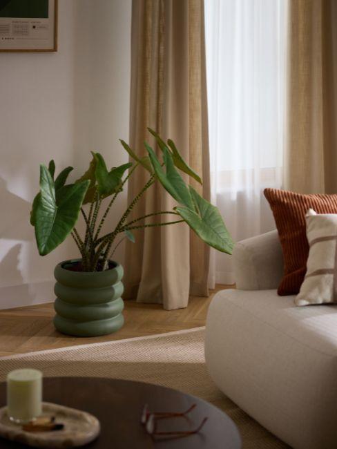 piante tropicali da interno