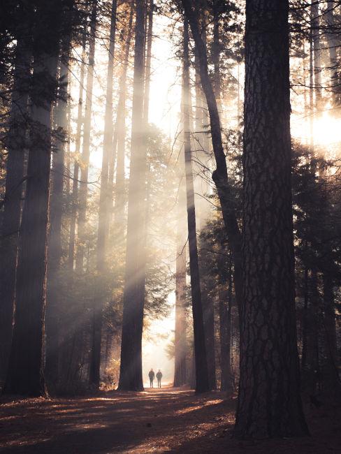 Passeggiata nei boschi