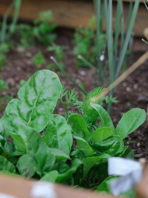 Calendario semina: spinaci