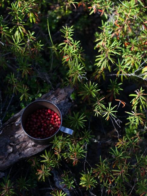 Giardino mediterraneo: pianta tossi