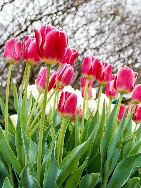 Giardino alla francese: tulipani