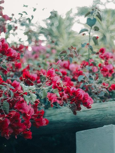 bougainvillea