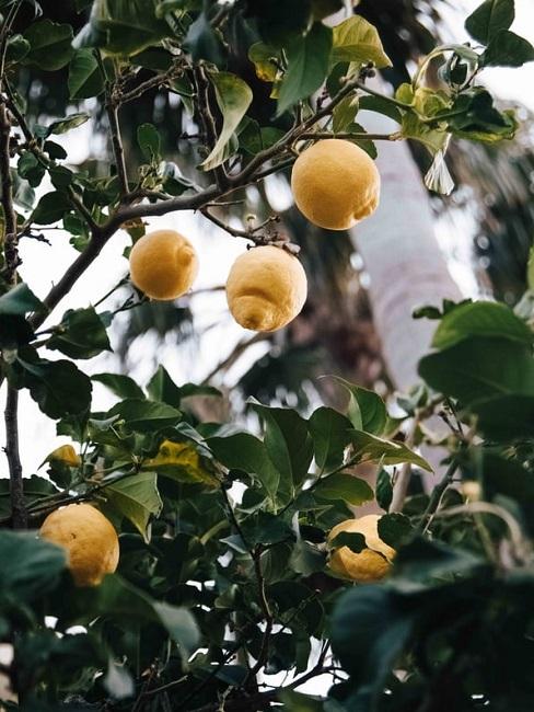 Giardino alla francese: agrumi