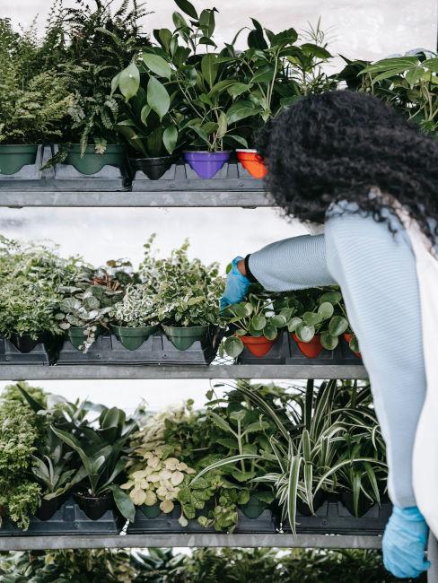 Come scegliere le piante per il giardino