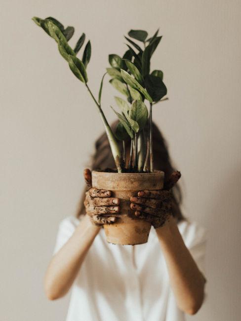 Pianta per decorazione