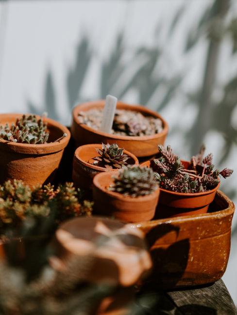 Decoro giardino con set piccoli vasi