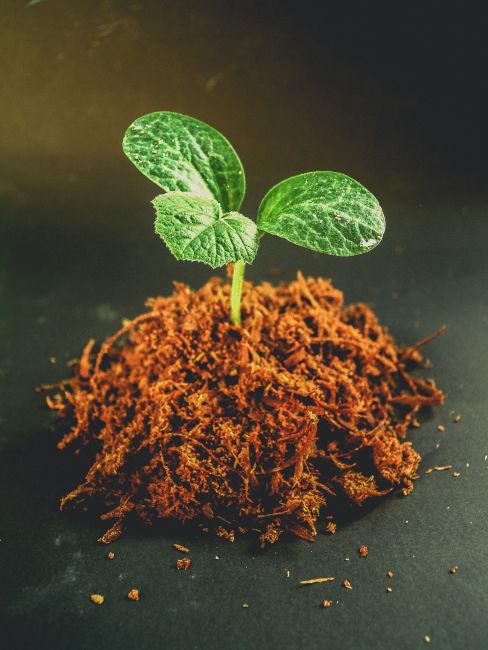 Germoglio che cresce dalla terra