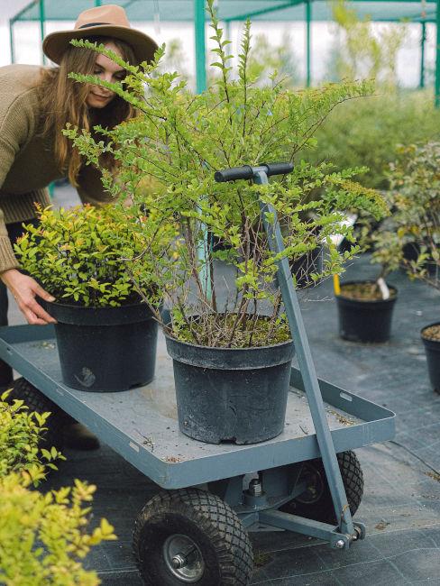 Piantare un albero con Treedom