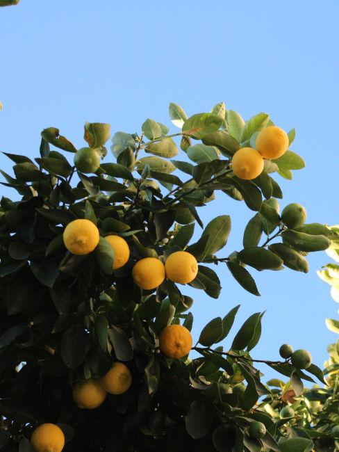pianta d'arancia
