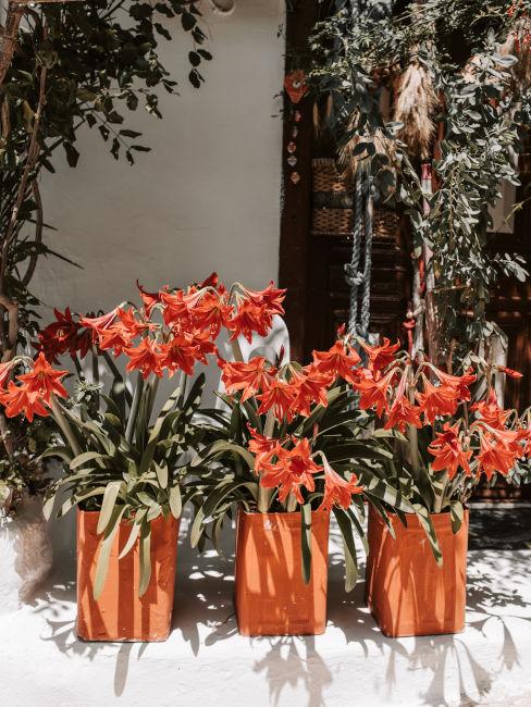 fiori d'arancio da decorazione