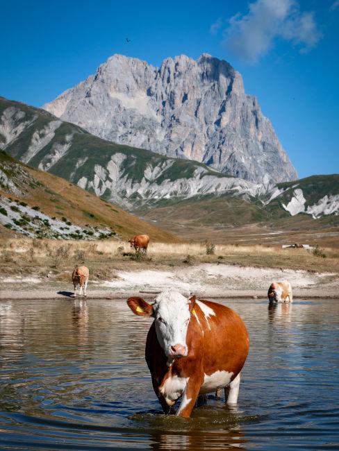 mucca in un lago di montagna