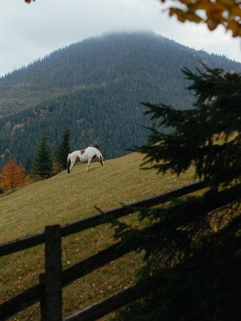 recinto con cavalli in montagna