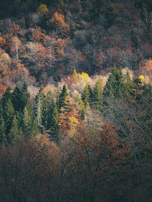 vista dall'alto su un bosco in autunno