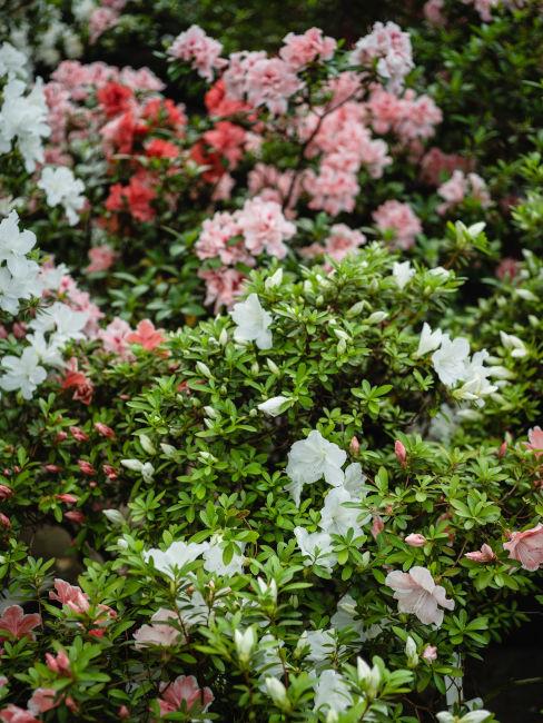 azalee rosa e bianche