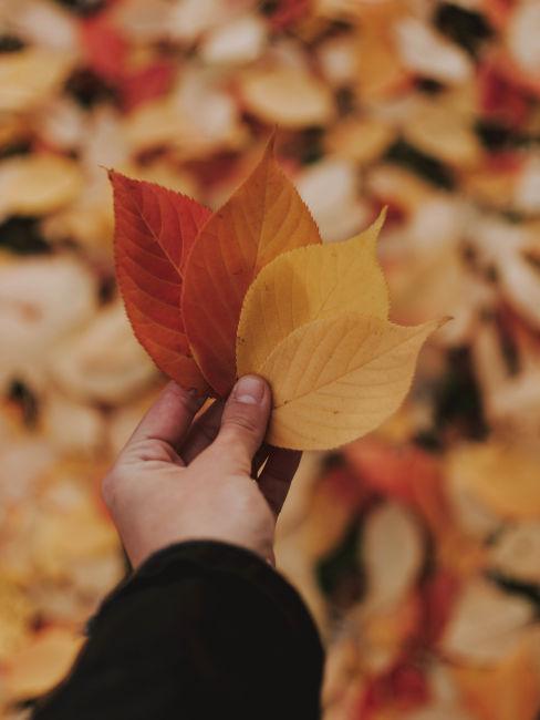 mano che tiene foglie gialle