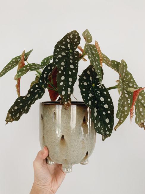 pianta in vaso