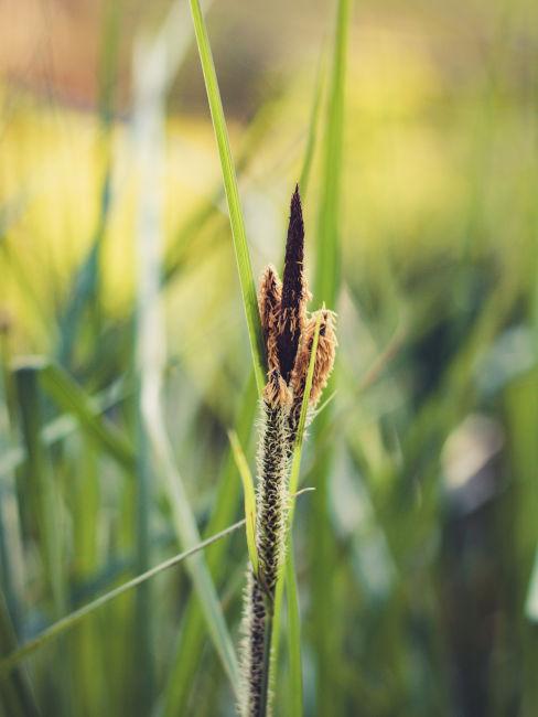 Carex