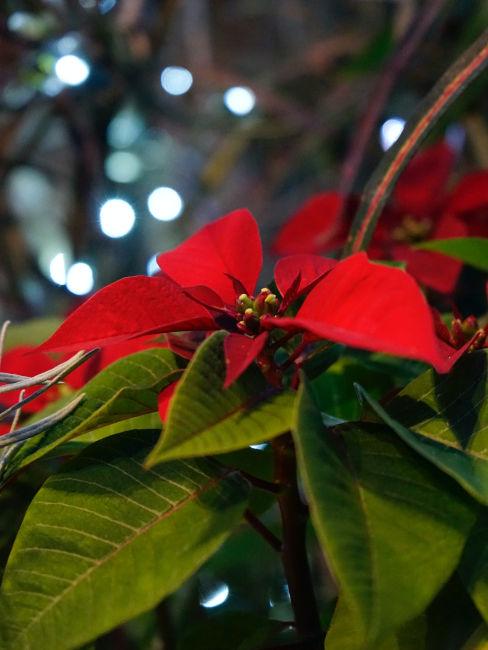 stella di natale fiore