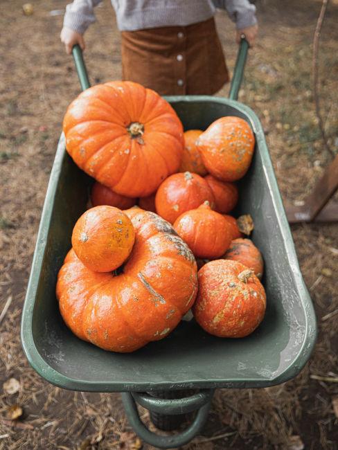 decorare con le zucche