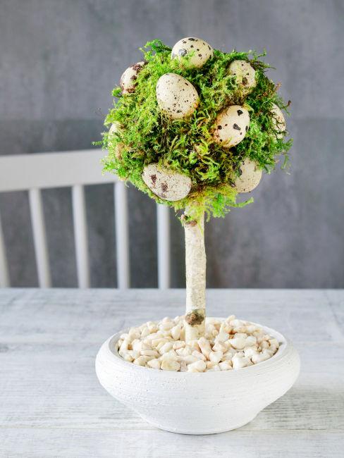 Bonsai pasquale