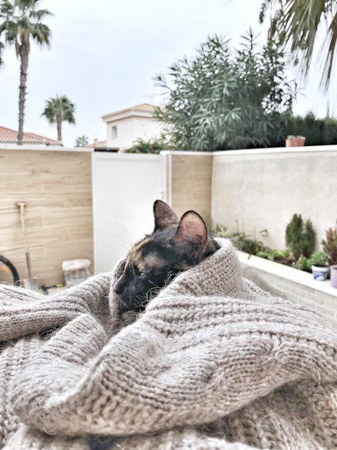 Gatto avvolto in una coperta sul balcone