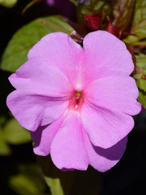 Impatiens rosa