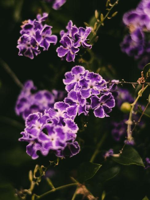 Fiori viola