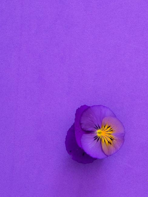 Fiore viola su sfondo viola