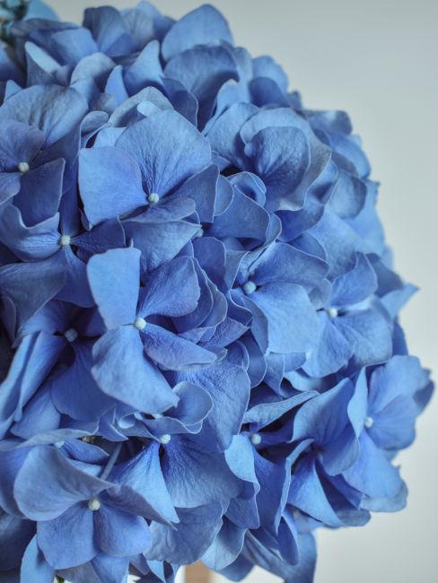 Fiori blu