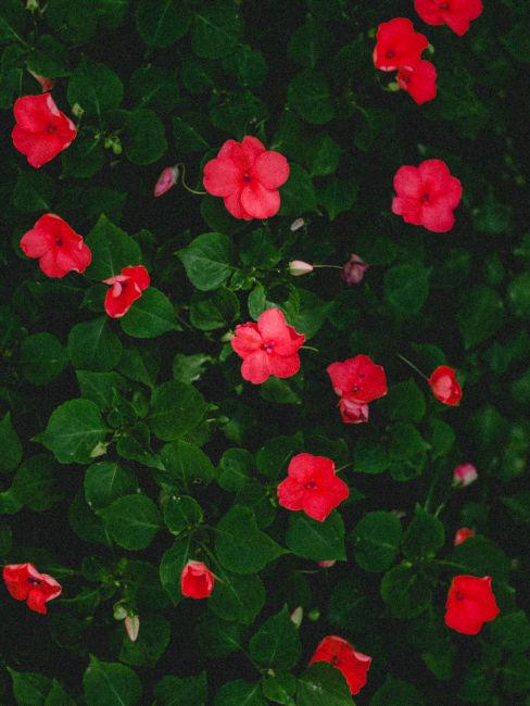 Impatiens rossi