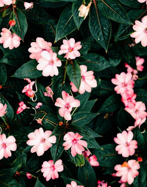 Impatiens rosa