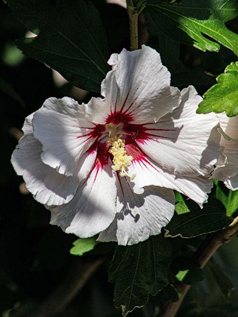 Hibiscus fiore bianco