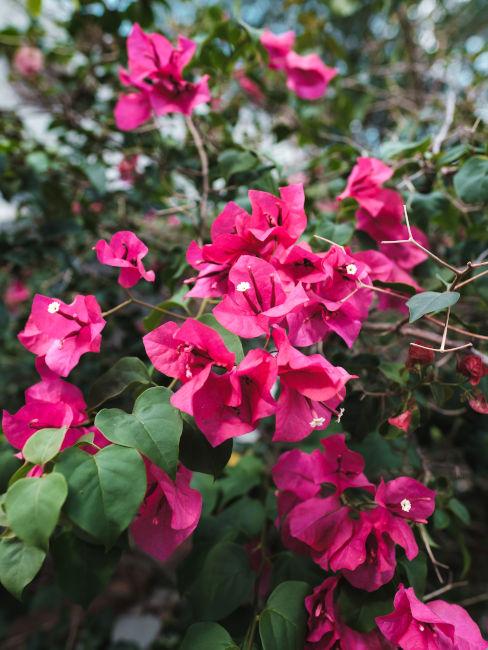 Bougainvillea fiore rosa