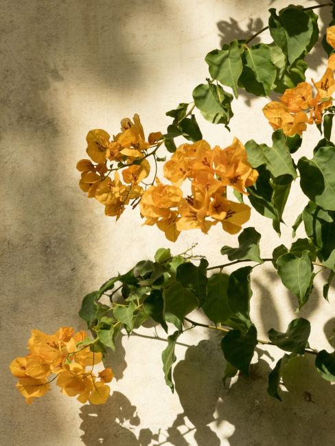 Bougainvillea fiore giallo