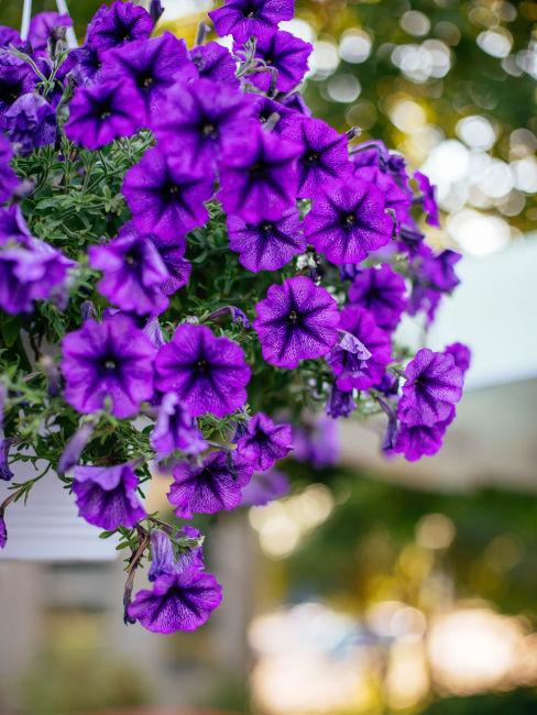 Petunia fiore viola