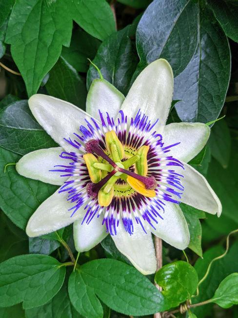 Passiflora