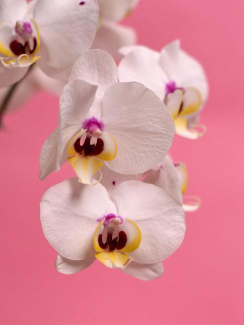 Orchidea bianca