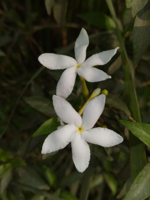 Gelsomino bianco