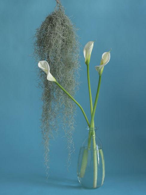 Calla bianco