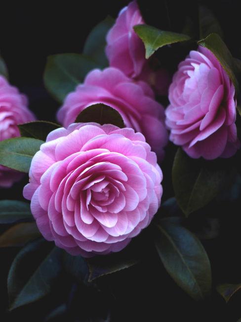 Camelia rosa