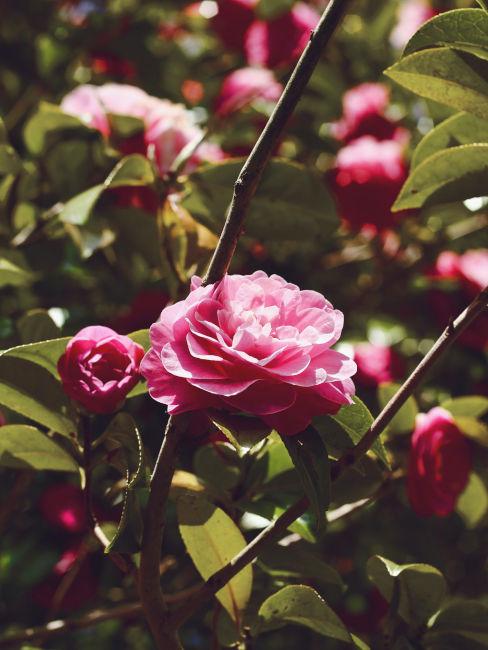 Camelia rosa