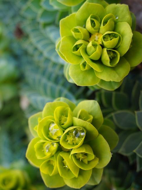 Euphorbia myrsinites fiori verdi