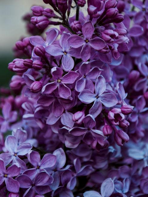 Serenella lillà viola