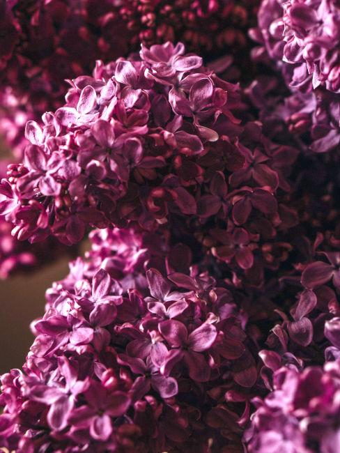 Serenella lillà rosa